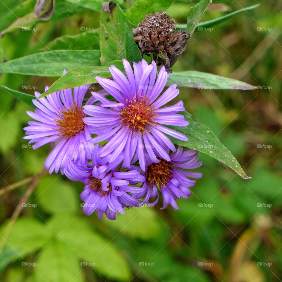 Wisconsin Wildflower 