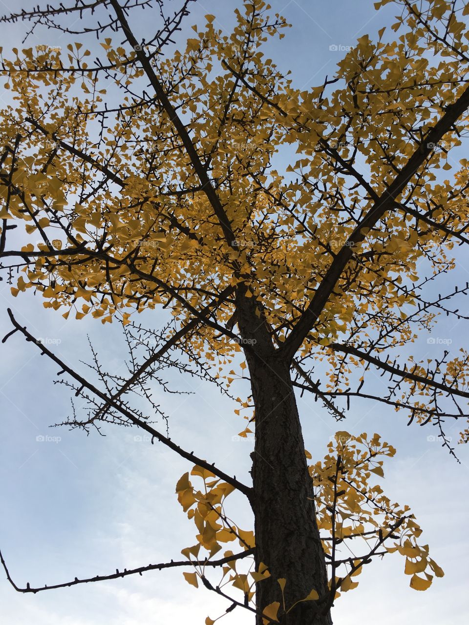 Gingko tree