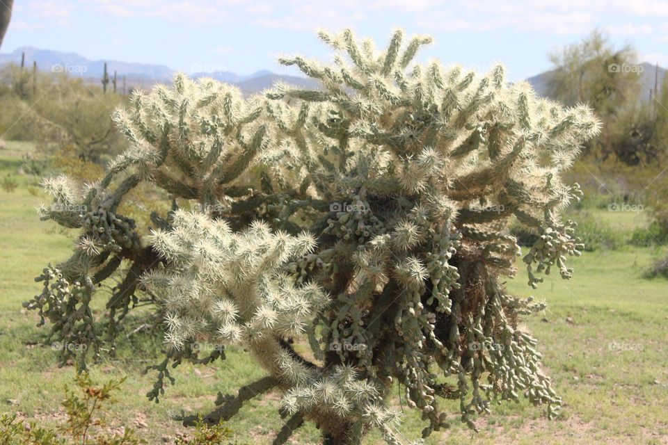Cholla Cactus in Arizona Desert