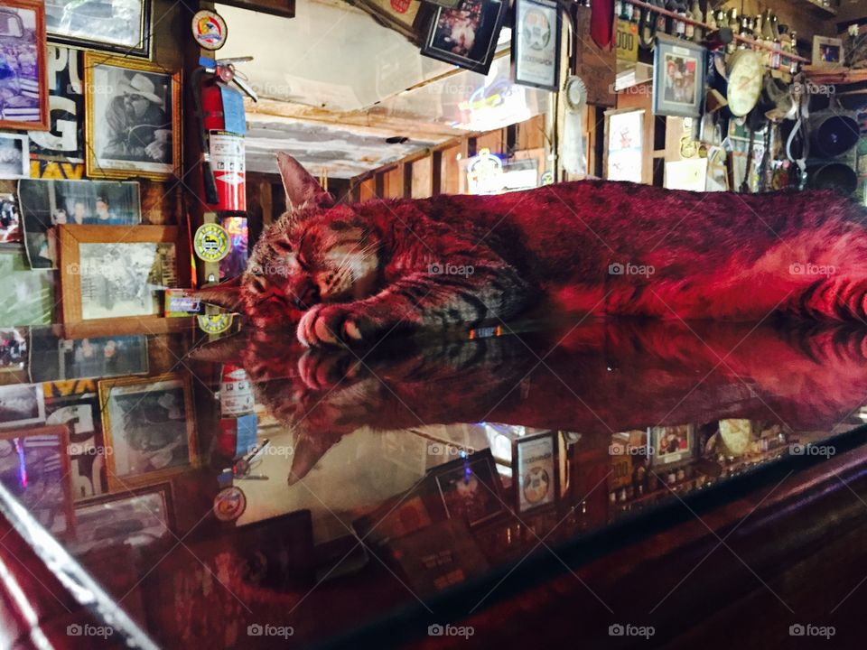 Cat laying on counter top in a gift shop