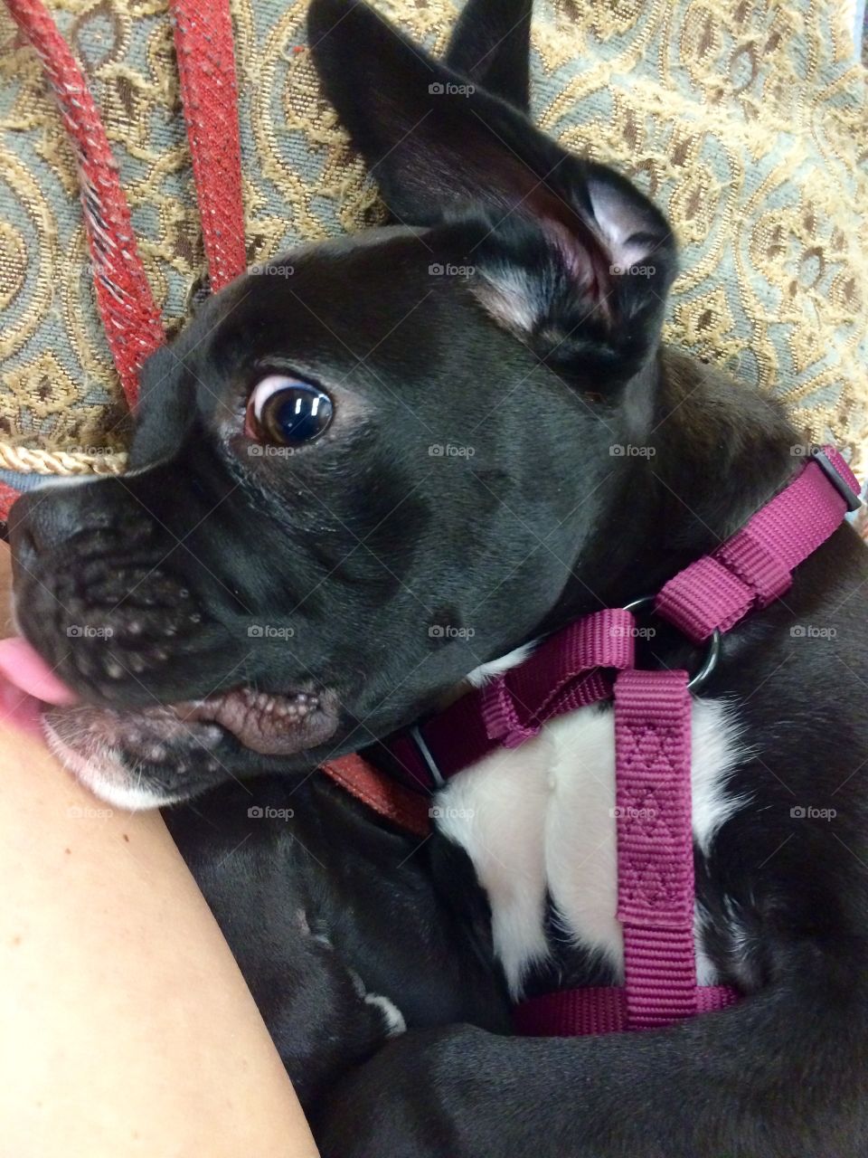 Dog, Pet, Canine, Cute, Animal