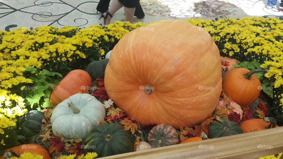 Assorted Pumpkins