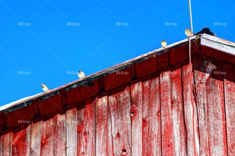 Birds on the Barn Roof