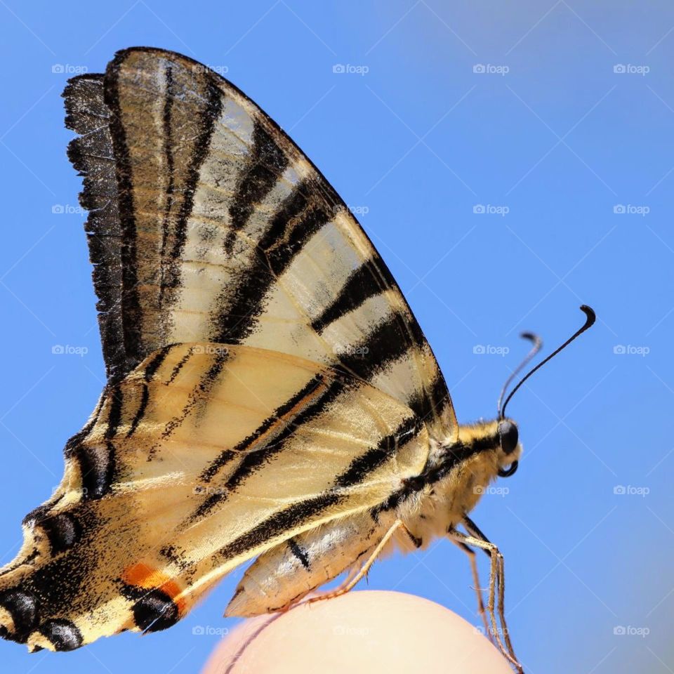 friendly butterfly