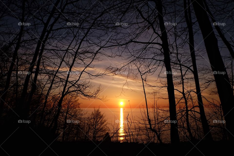 Silhouette of bare tree during sunset