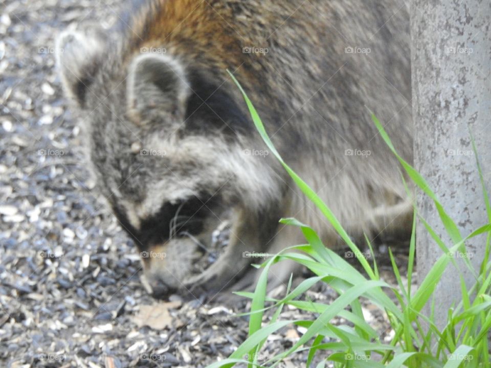 raccoon eating seeds