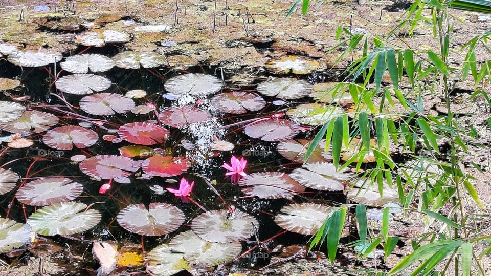 sneh botanical garden, surat