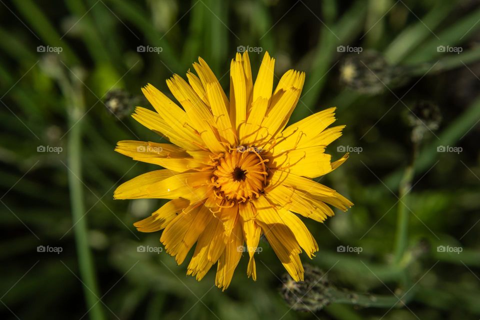 Reaching Out for the Sun