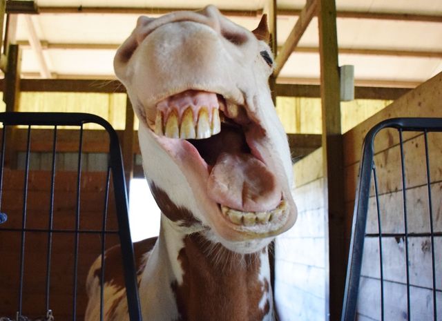 Happy Horse