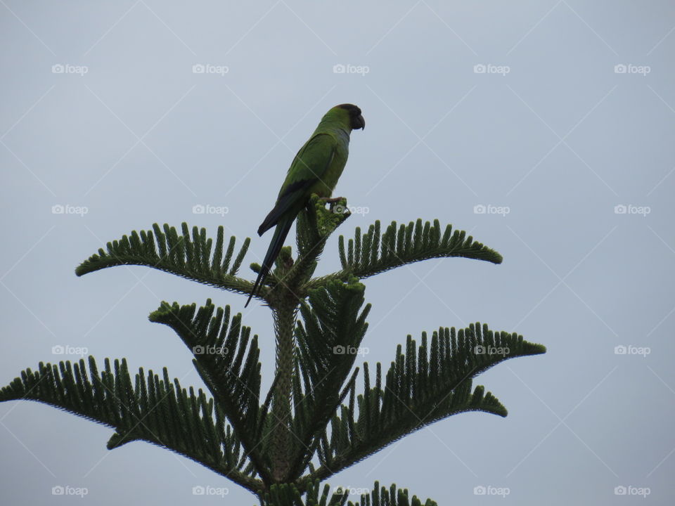 Wild parrot in tree