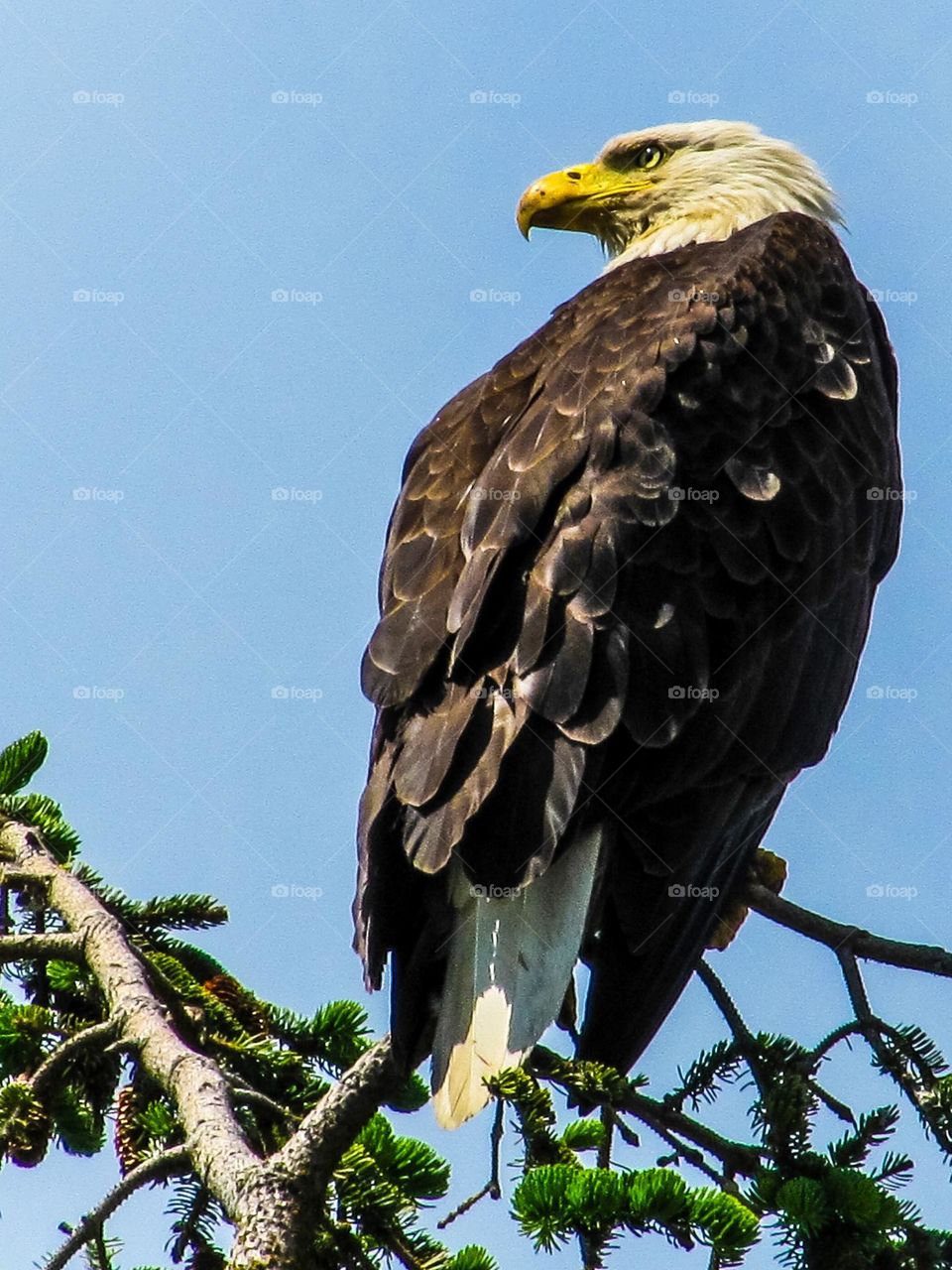 A bald eagle perched on the top of a coniferous tree. With their head turned into the sunlight their translucent eyes glow brightly as they survey the area for their next meal.