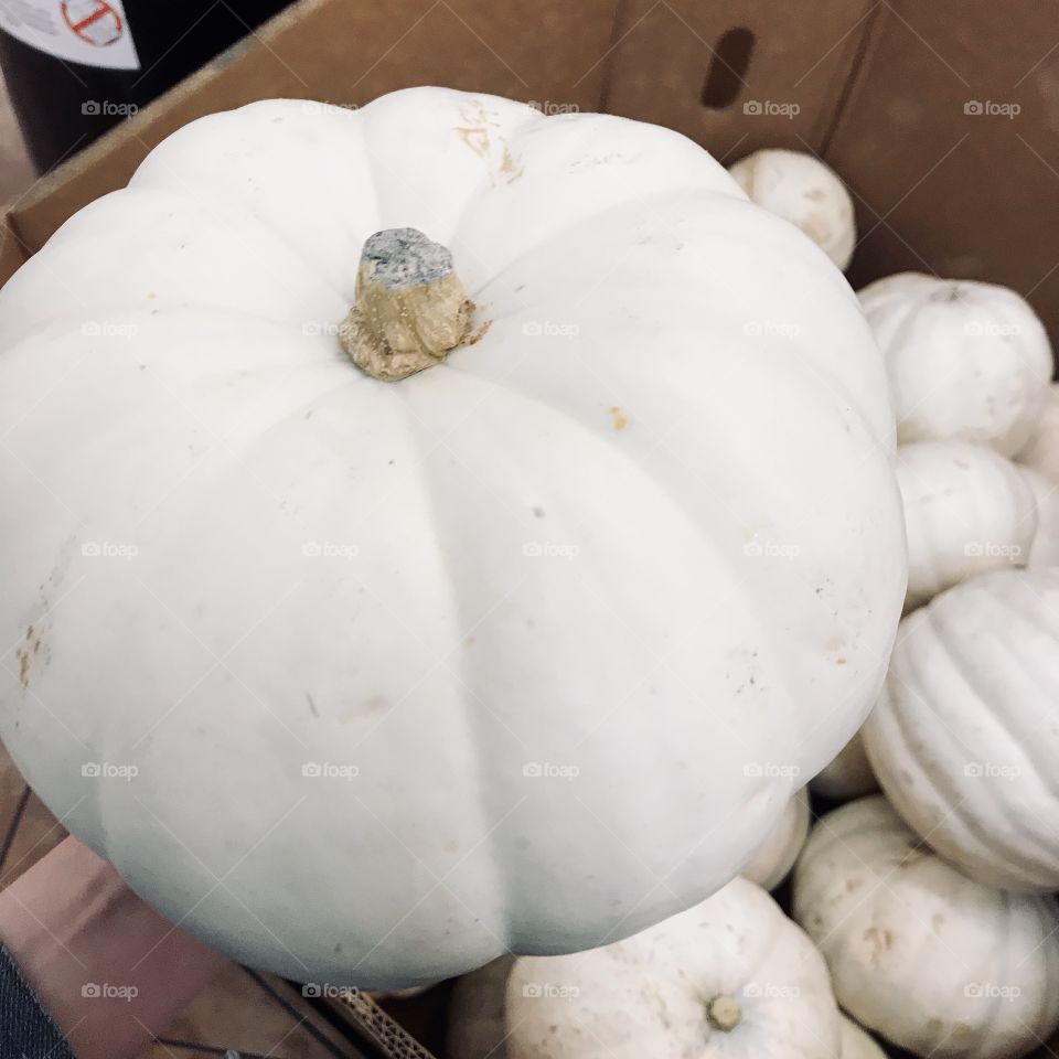 Pumpkin Shopping 