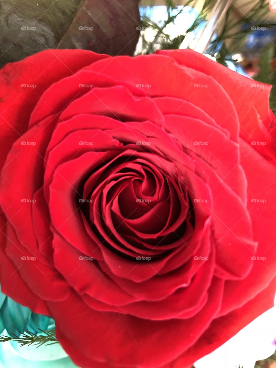 Valentine’s day roses  