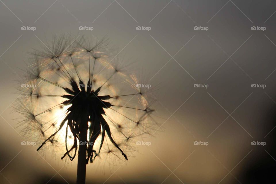 Make a Wish in the sunset