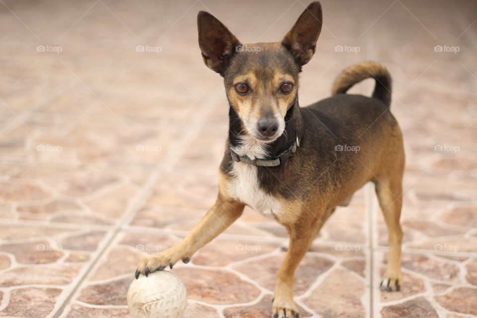 Dog and ball
