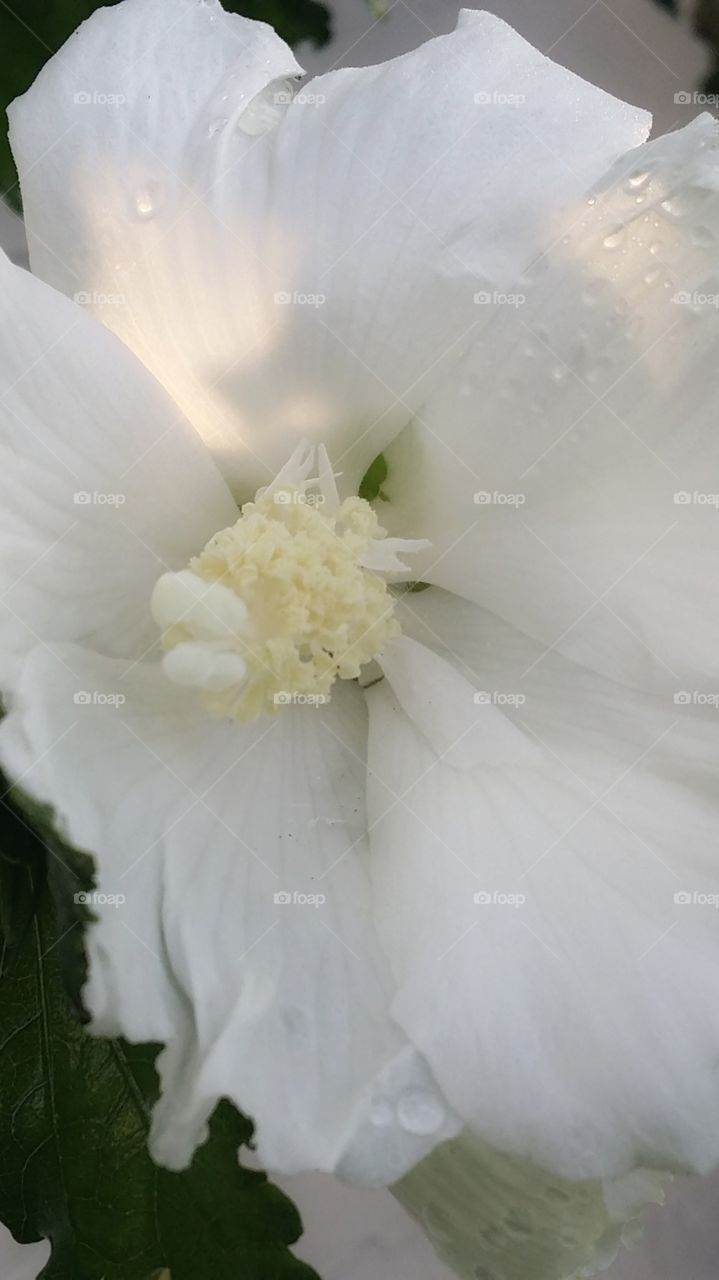 White Rose of Sharon pistil stamen beautiful moist Dew Drop