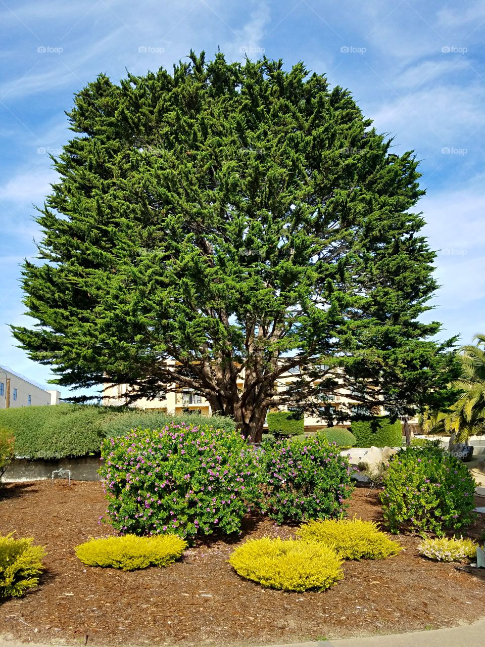 Huge Green Tree against Blue Sky