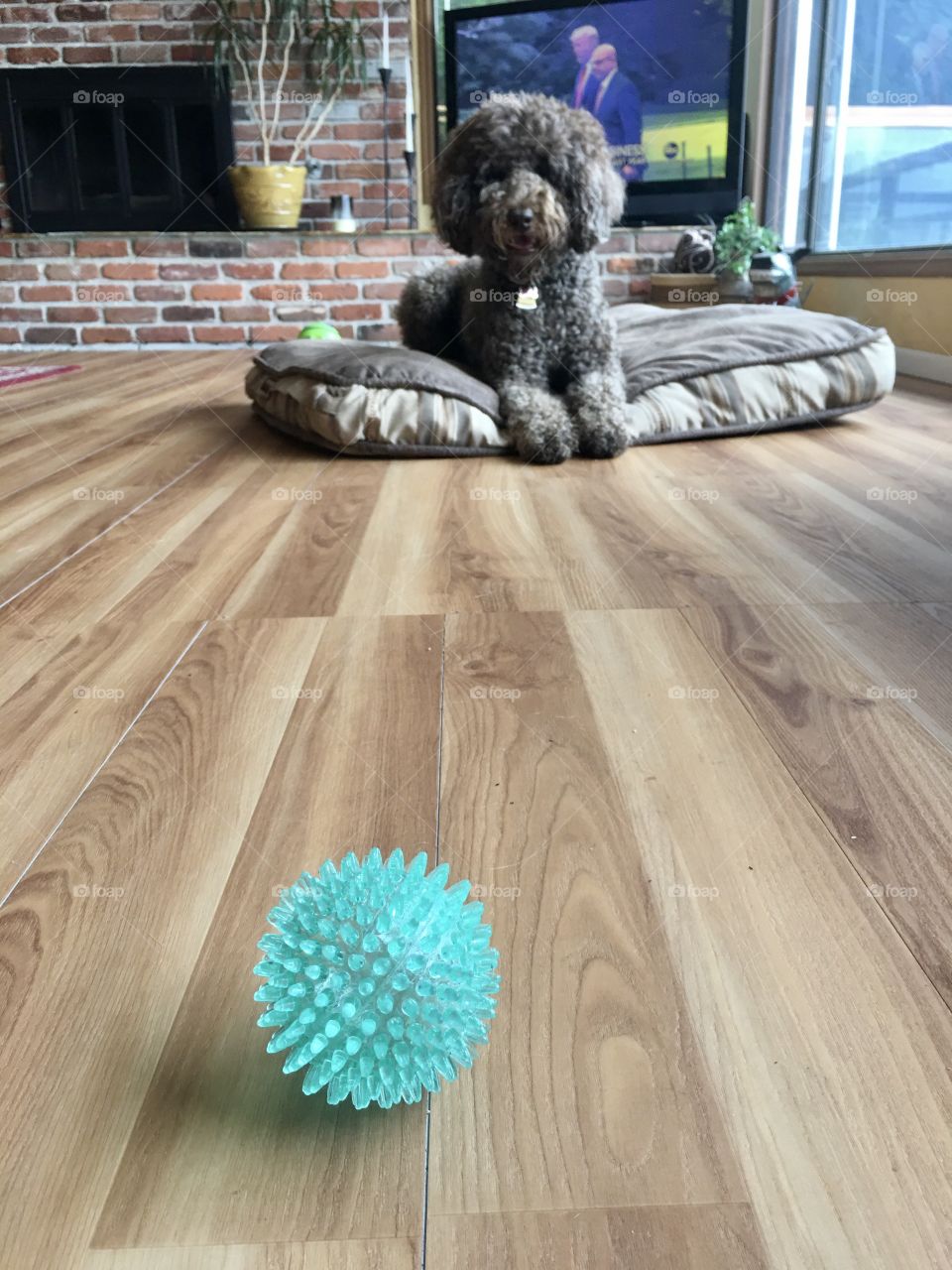 Labradoddle ball 