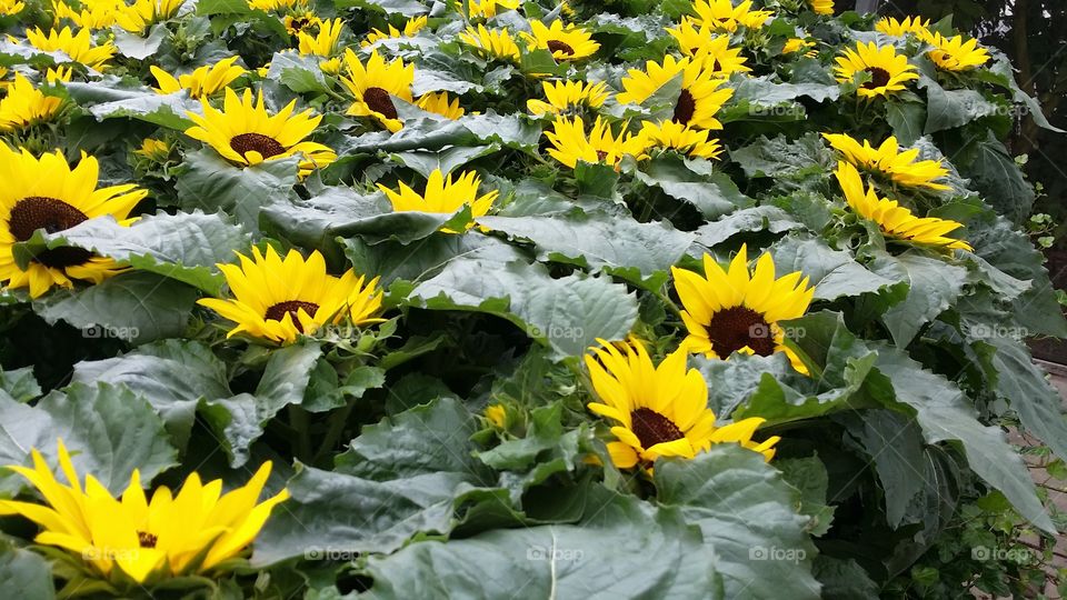 sunflowers