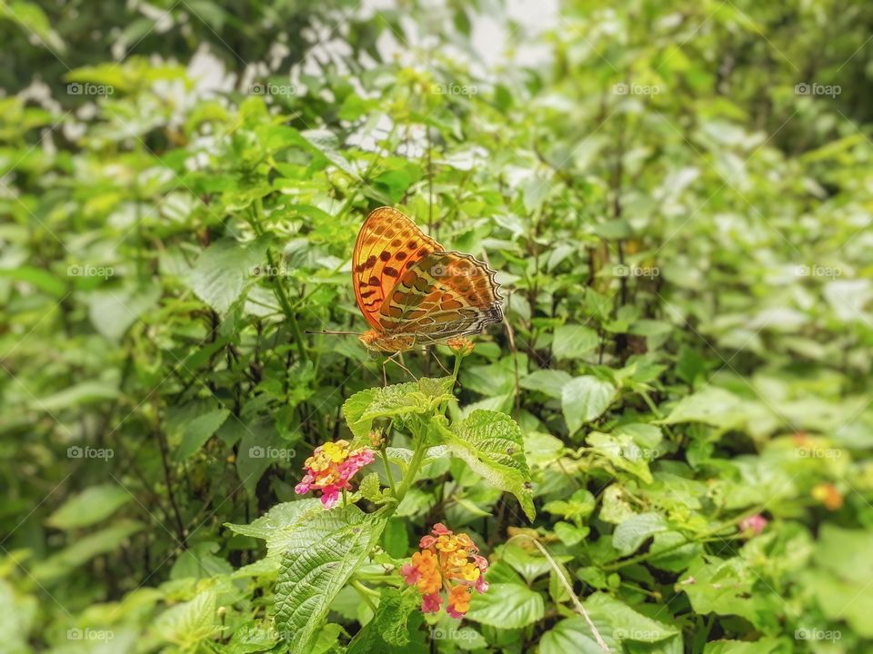 A beautiful lonely butterfly perching...