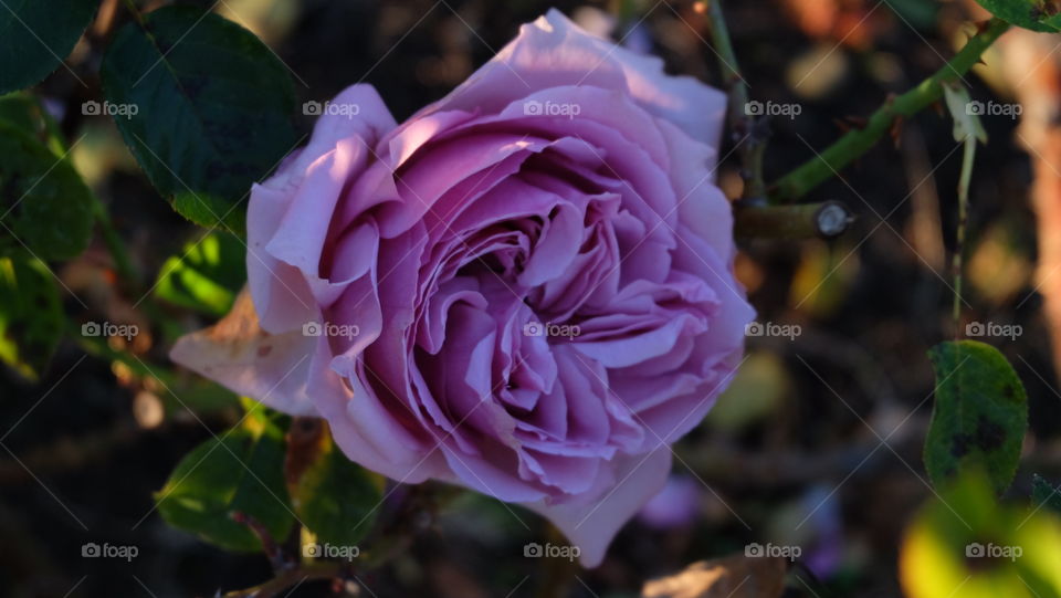 Pink Rose in a garden