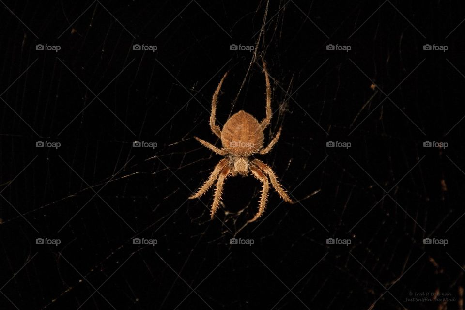 Spotted Orb Weaver (top). The beautiful Spotted Orb Weaver from the top.