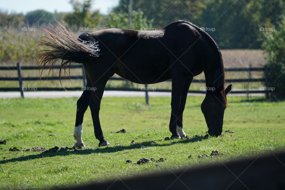 Horse farm