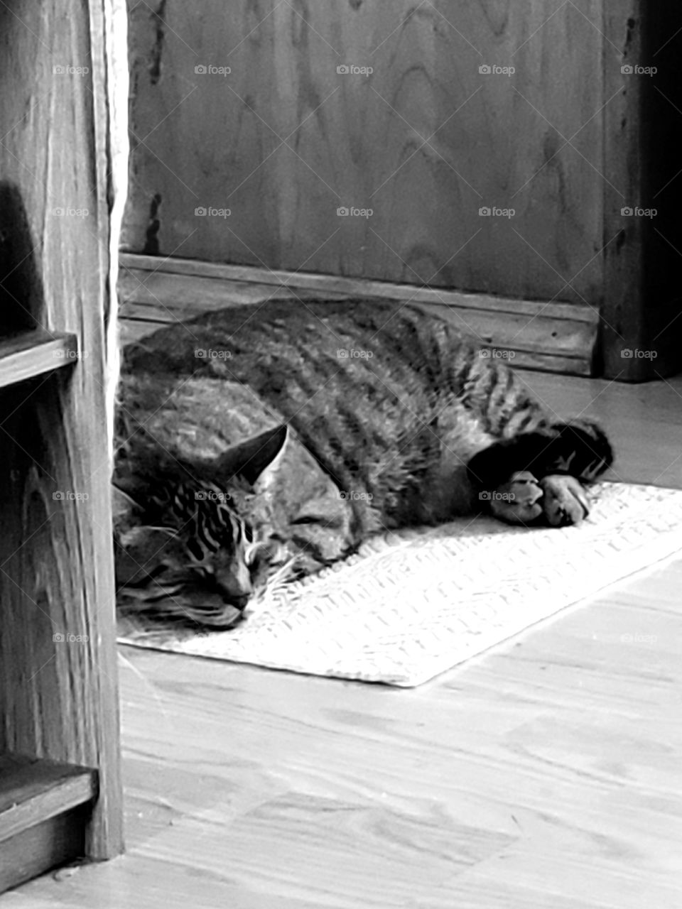 cat sleeping on rug