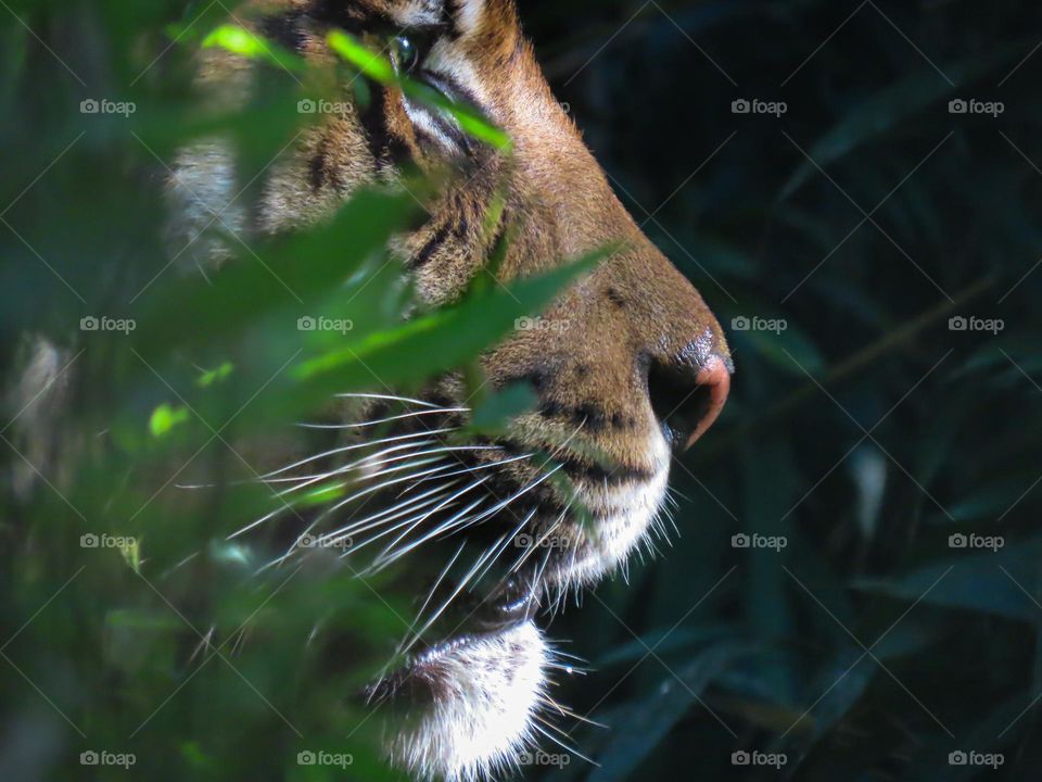 Tiger side profile