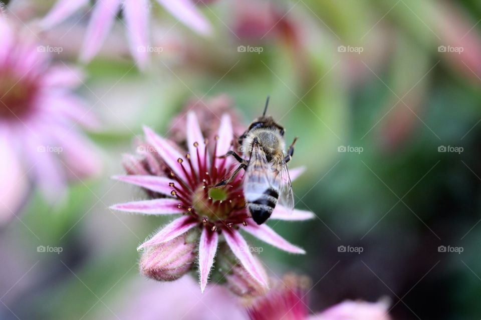 Sempervivum cactus