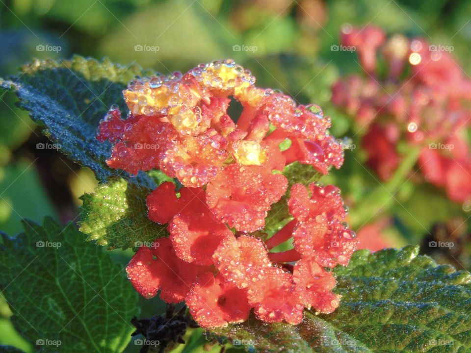 Morning dew on sunny lantana flower