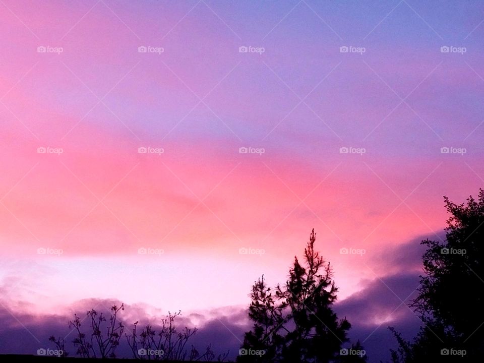 Purple and Pink Sunset, with treetop silhouettes.