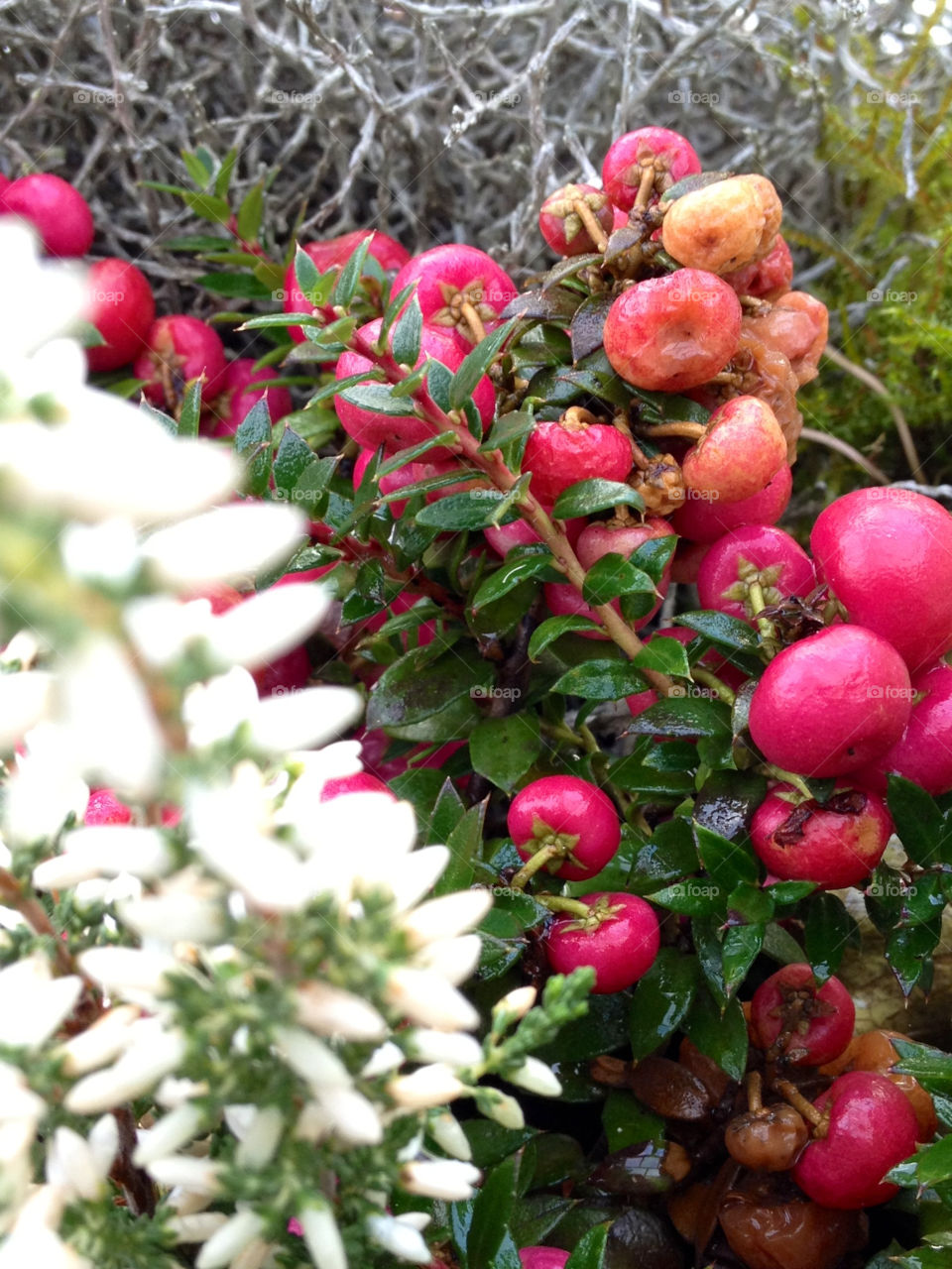 berries bär växter winter by cabday