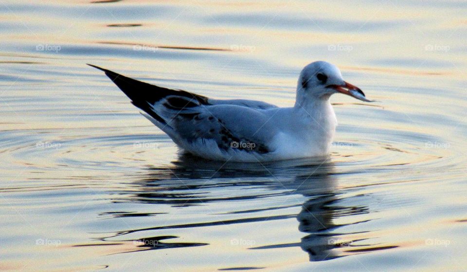 European gull with fish in its beak