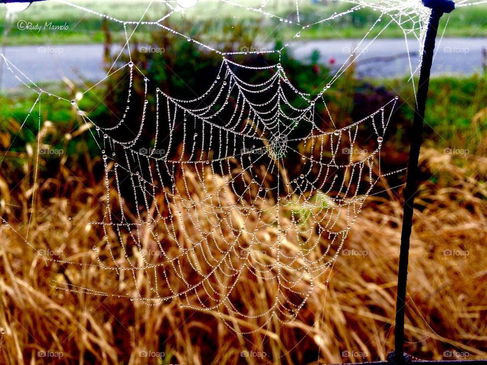 Wet web