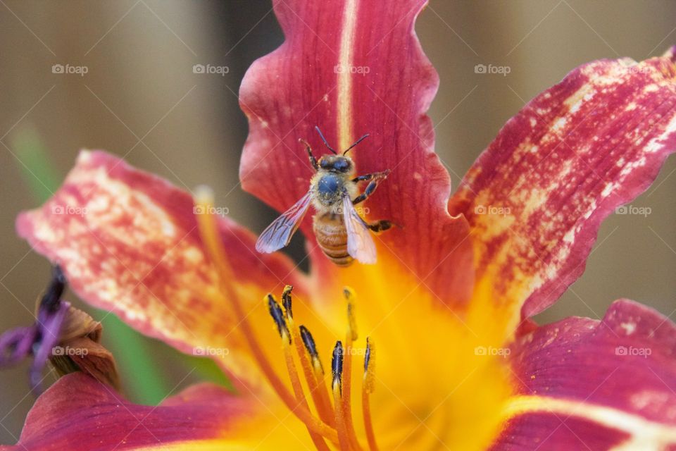 bee