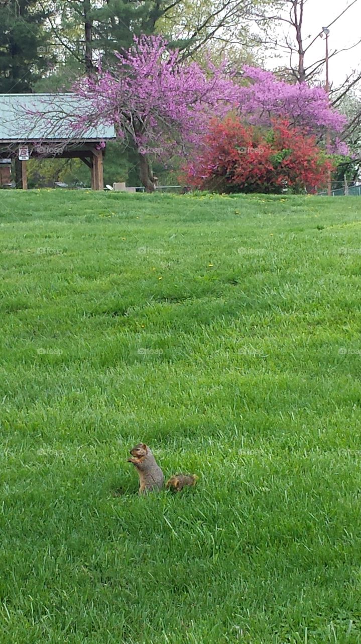 squirrel . Spring trees