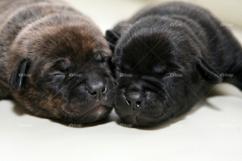 Close-up of two puppies sleeping together