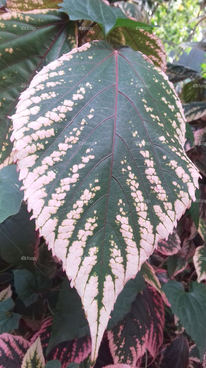 leaf