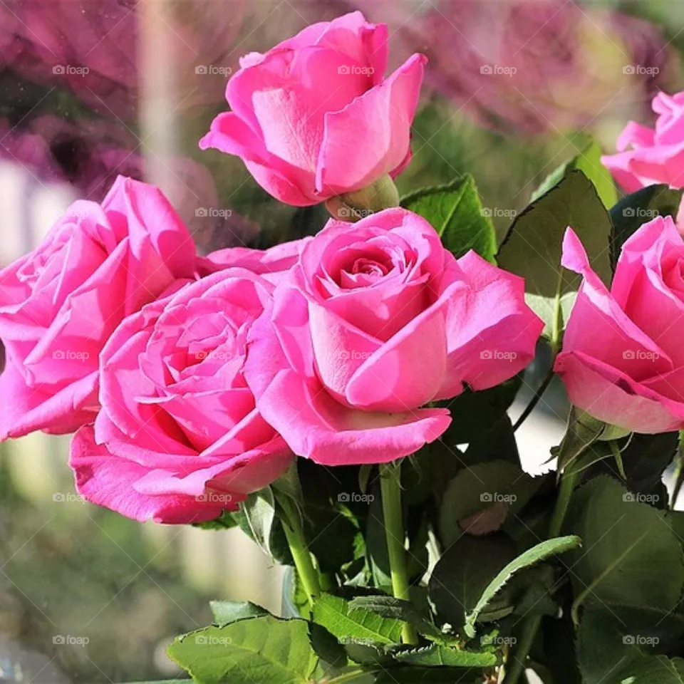 beautiful flowers