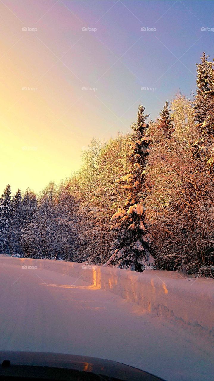 Beautiful way in the forest