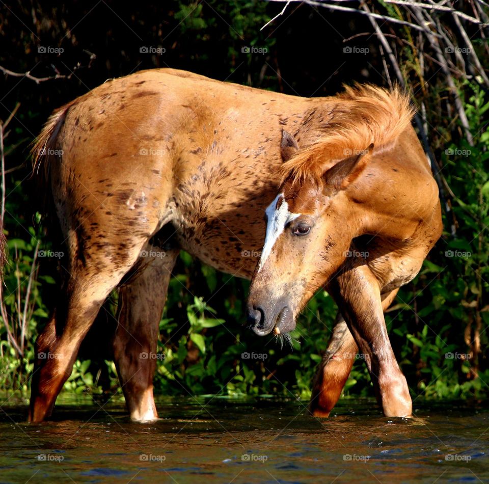 Wild Colt in Salt River