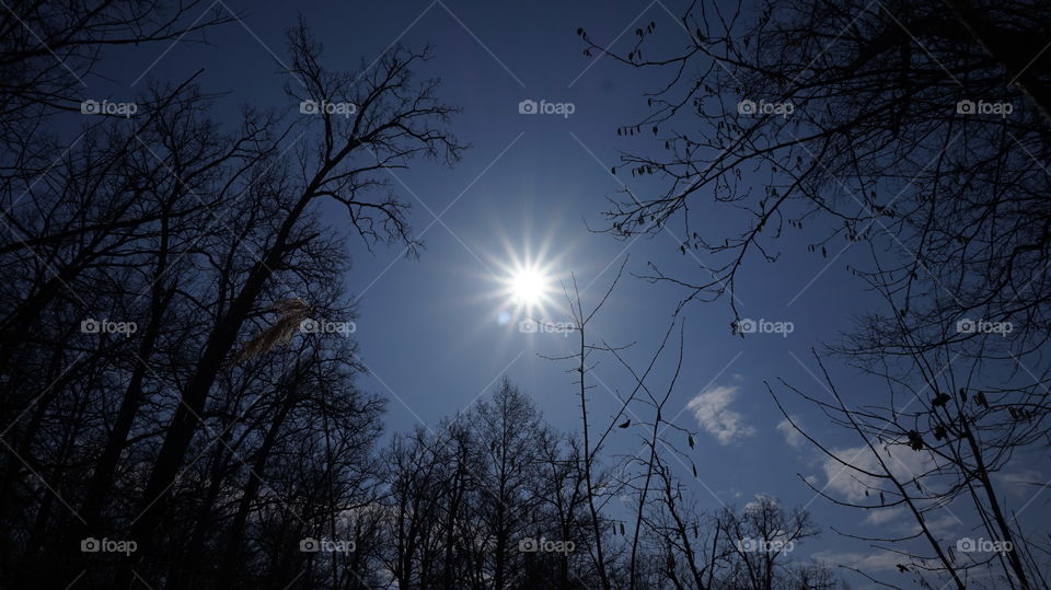 Low angle view of trees at sunset
