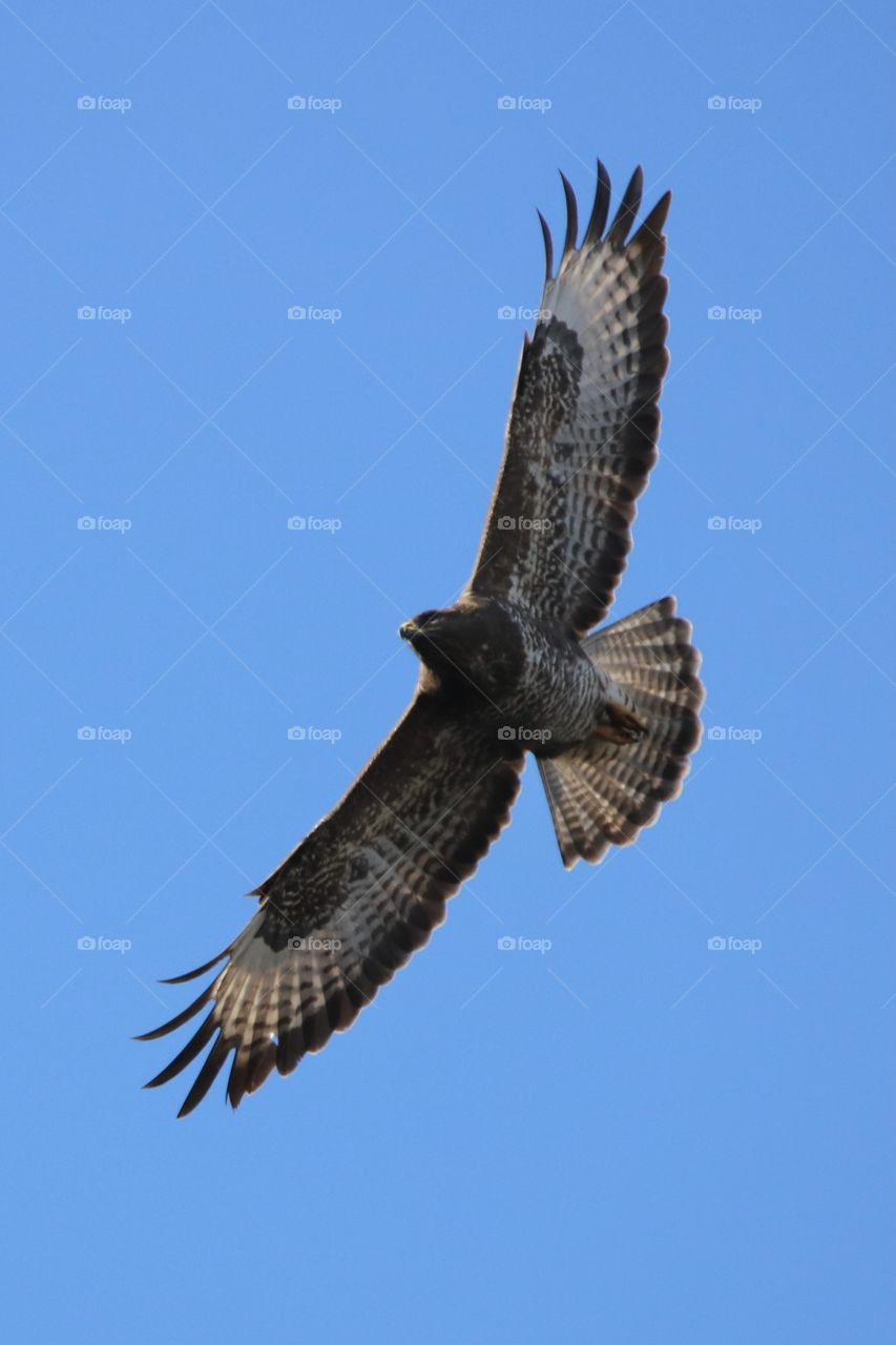 Buzzard 