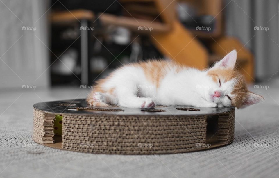 Portrait of one small beautiful red-white kitten sleeping sweetly on a round cardboard toy with holes, a ball and a scratching post during the day in the salon on the floor, close-up view from below.