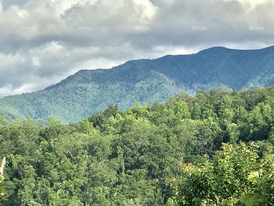 View of green forest in mountain