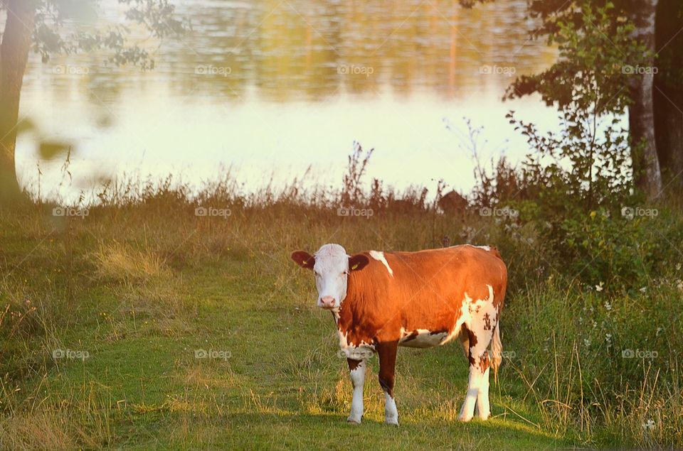 Cow. Cow in the evening