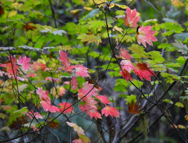 Cascade range maple