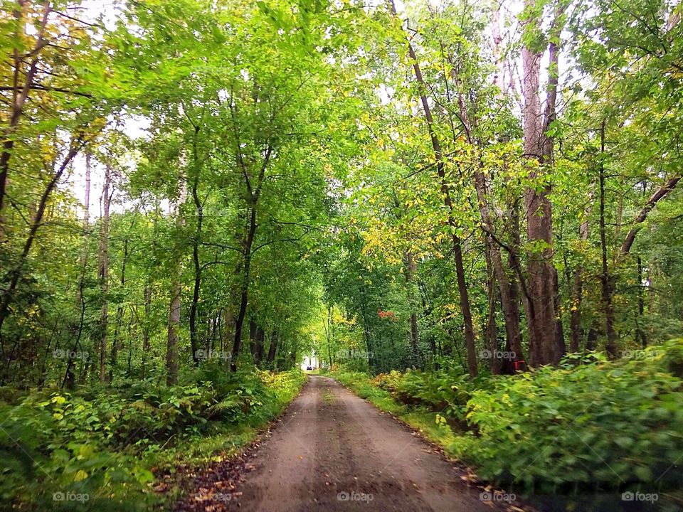 Forest in the summer 