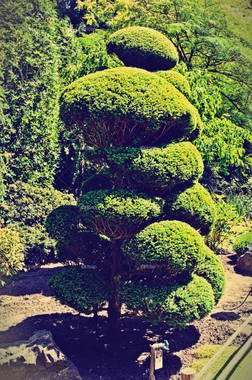 Bonsai tree